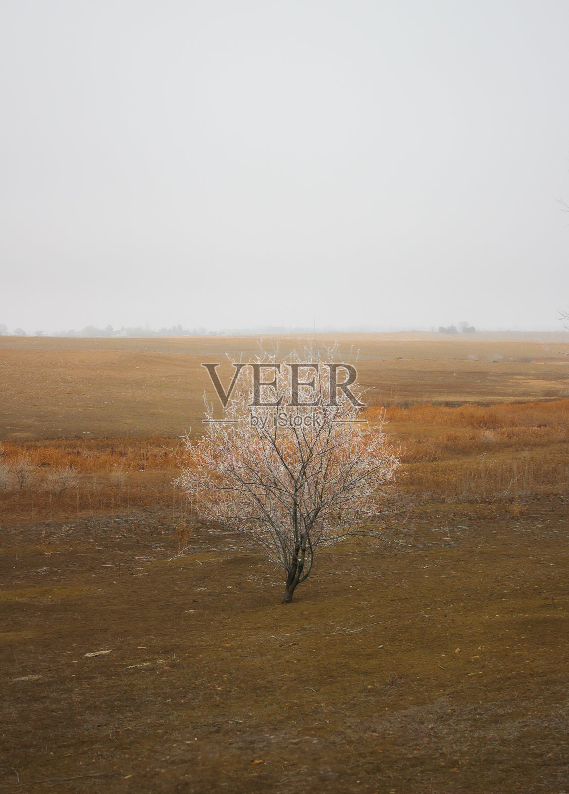 一年中的第一次霜冻照片摄影图片