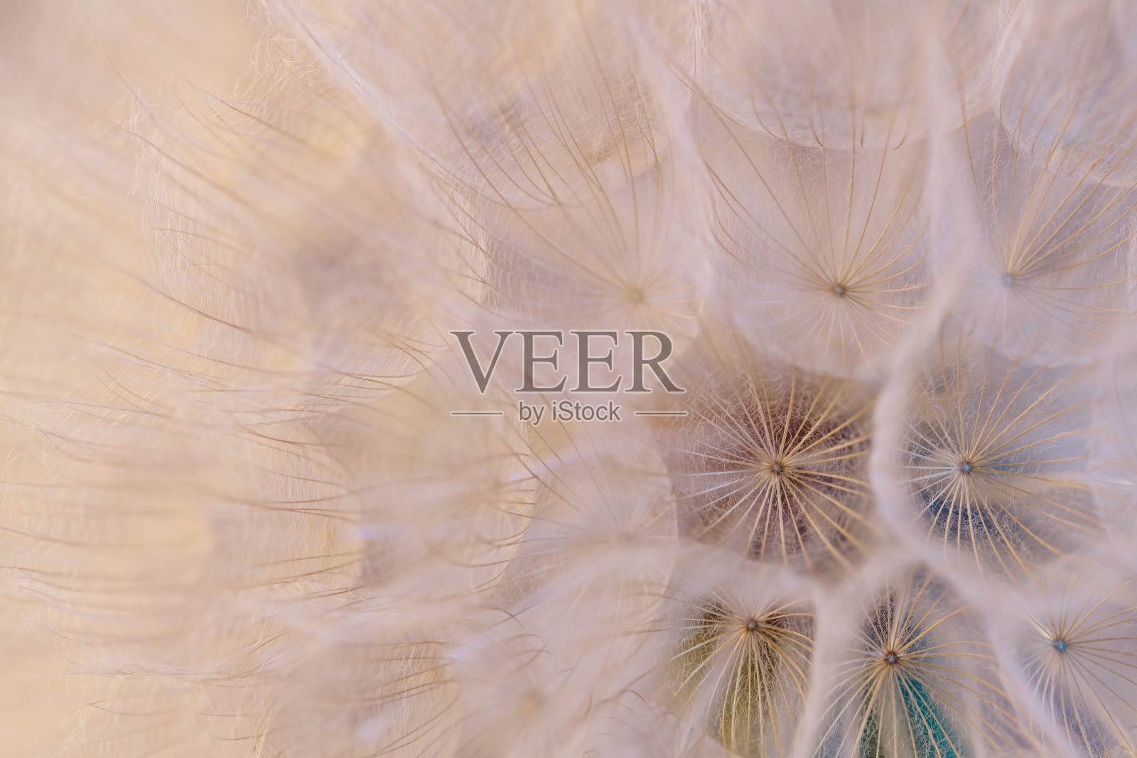 一朵花的特写,细节丰富,包括花瓣和花茎照片摄影图片