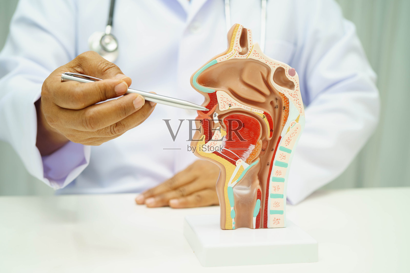 亚洲医生在医院使用鼻腔、口腔、咽喉腔颈部人体解剖模型进行研究、诊断和治疗。照片摄影图片