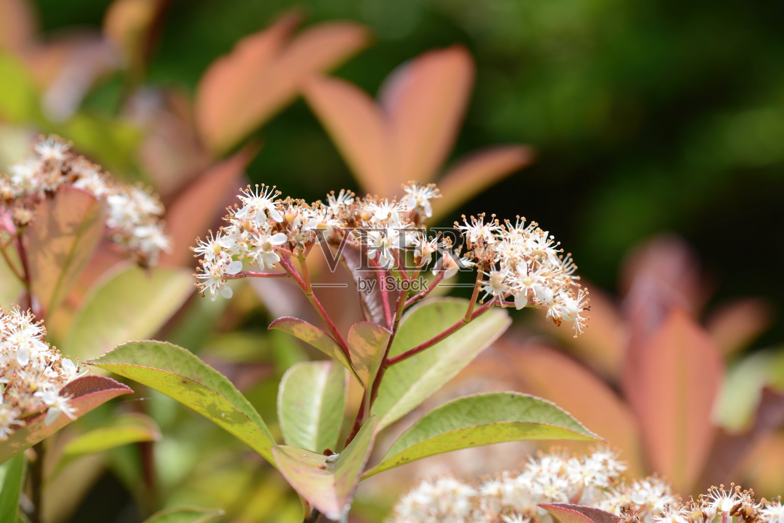 红叶石楠,一种海岸常绿小乔木,新叶油亮发红,春季开白色圆锥花序,秋季有鲜红的果串。照片摄影图片