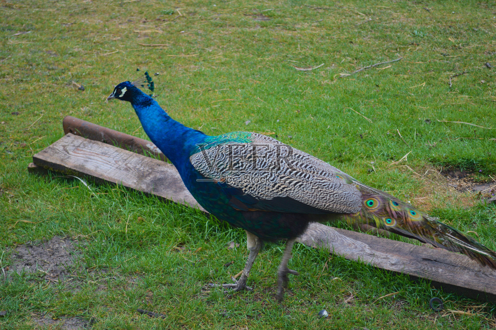 印度孔雀在绿草地上优雅地行走,拖着长长的尾羽照片摄影图片