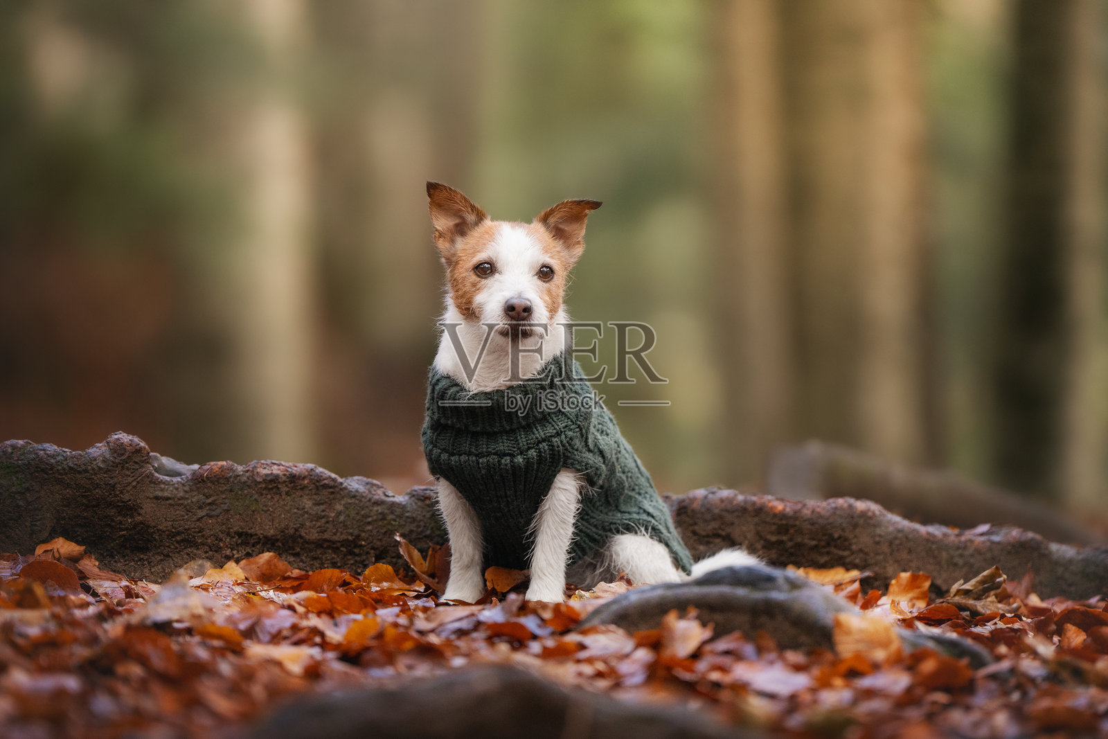 穿着针织毛衣的杰克罗素梗犬走在柔软的苔藓和金黄的落叶中照片摄影图片