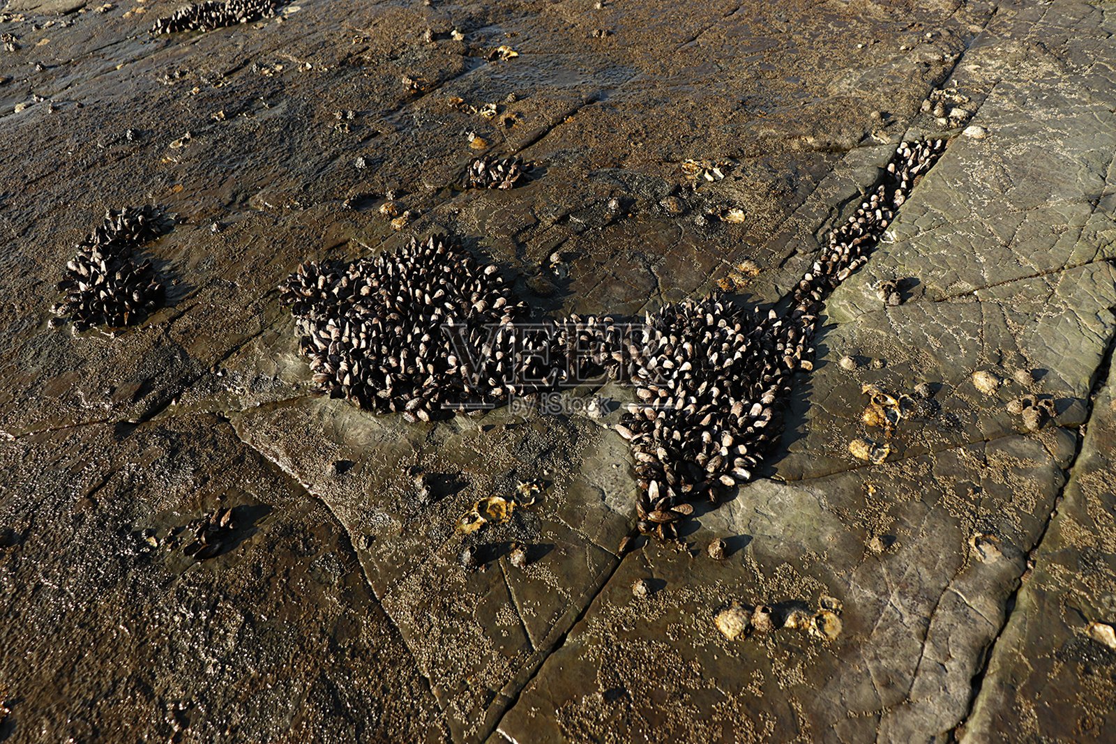 Mussel Clusters and Barnacles on Intertidal Rocks照片摄影图片