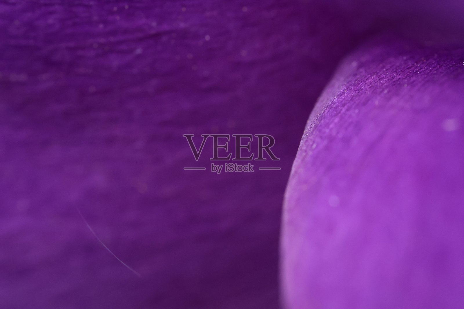 紫色背景,紫色花朵纹理背景,花卉背景,花朵纹理背景特写照片摄影图片