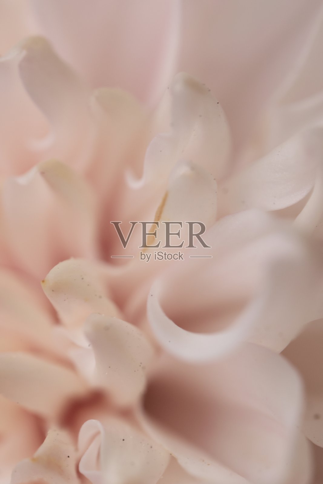 花卉背景,花卉纹理背景的特写照片摄影图片