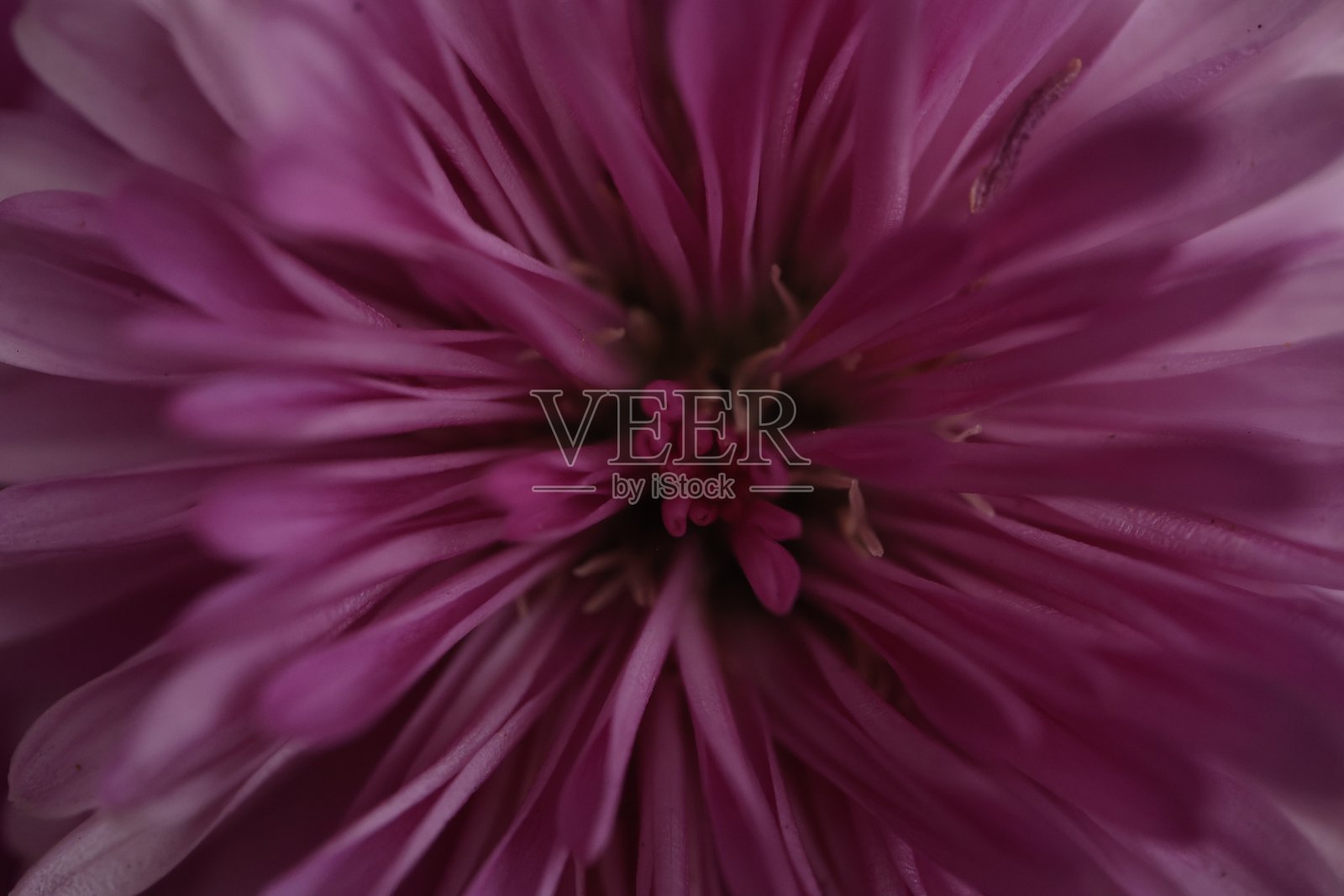 特写花朵纹理背景,紫色花朵背景照片摄影图片