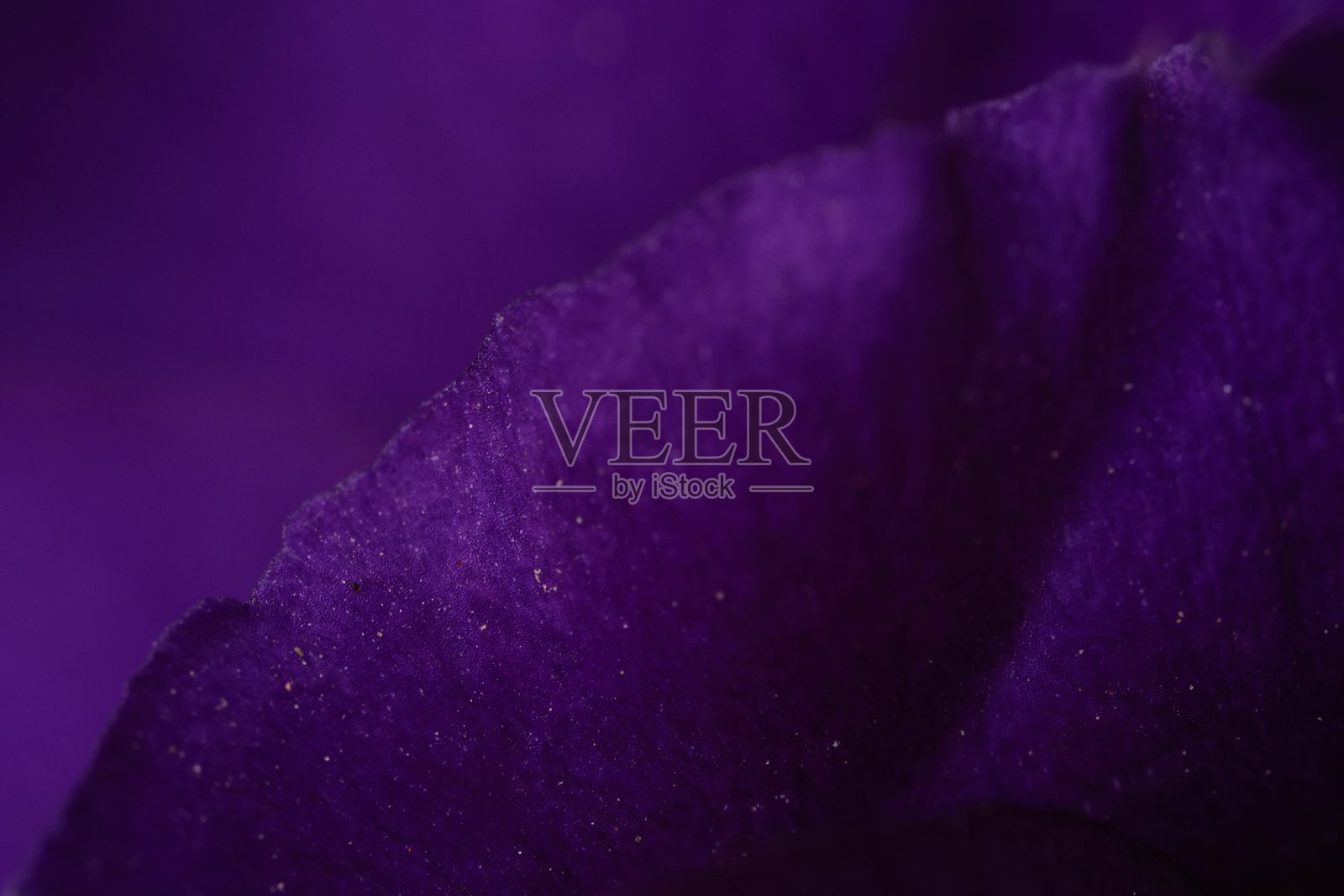 紫色背景,紫色花卉纹理背景,花卉背景,花卉纹理背景特写照片摄影图片