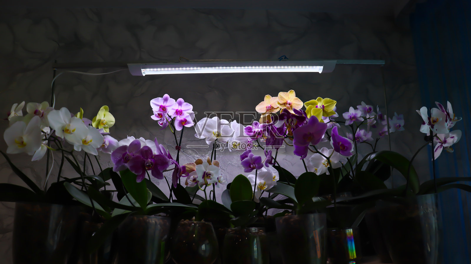 蝴蝶兰。明亮、美丽的花朵特写。一张照片里有多株兰花。图片中展示了多种颜色的盛开兰花:白色、淡紫色、紫色和黄色。照片摄影图片
