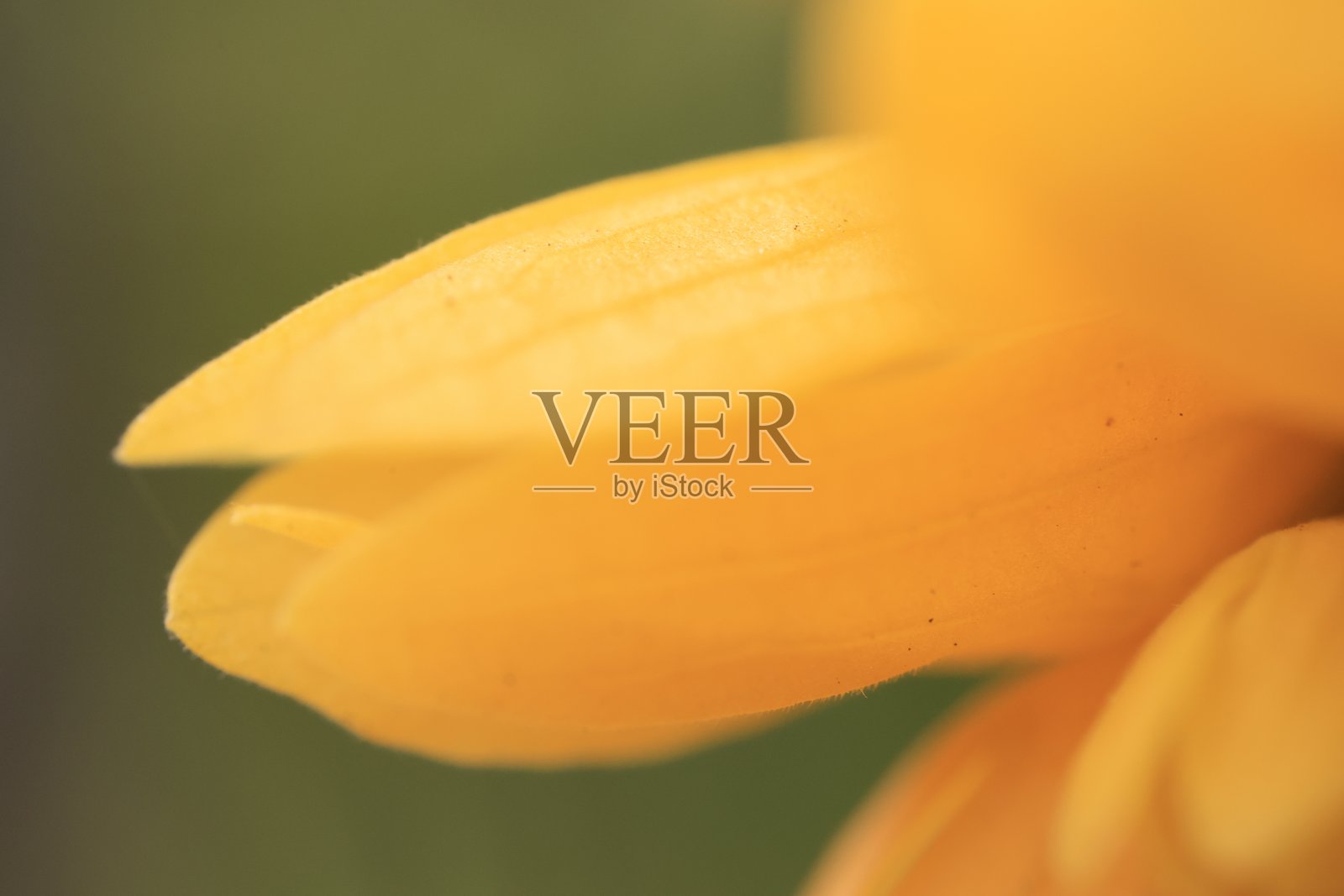 特写花朵纹理背景,微距背景照片摄影图片