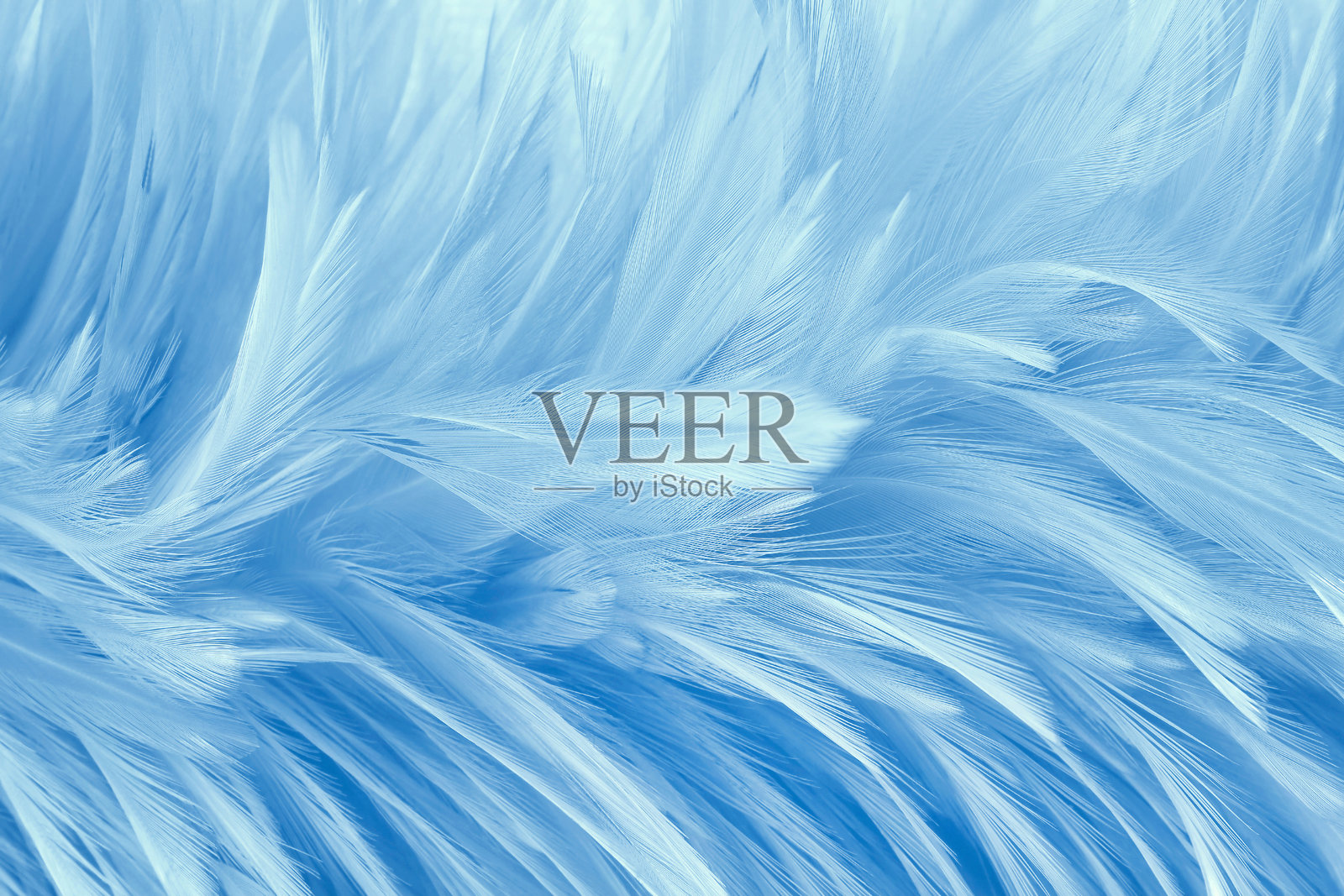 美丽的蓝色柔和色调羽毛图案纹理背景照片摄影图片