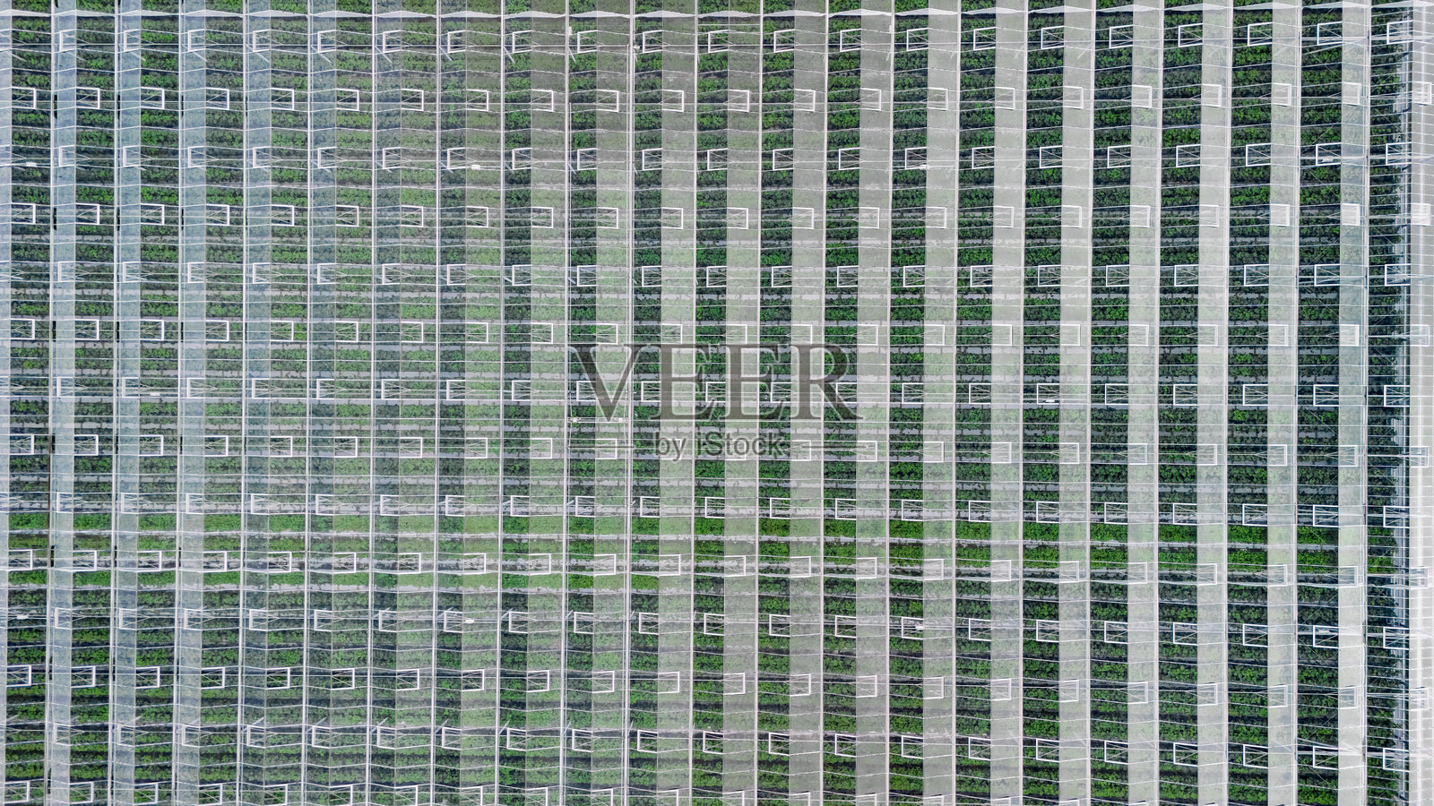 从上方俯瞰的温室航拍无人机视角,用于种植蔬菜的大型工业温室,现代种植园玻璃屋区域背景,荷兰的农业照片摄影图片