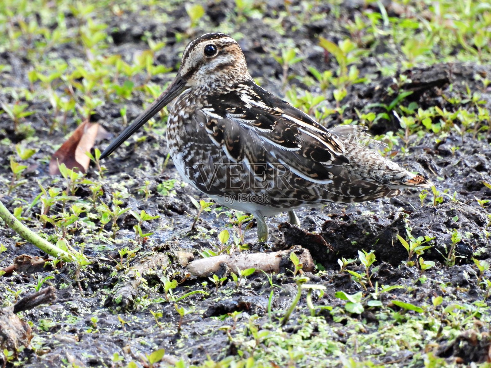 威尔逊氏鹬(Gallinago delicata)——在湿地里照片摄影图片