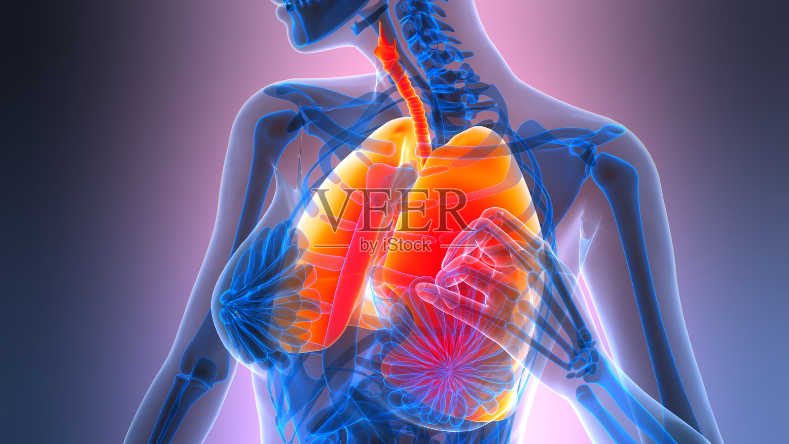 人体呼吸系统 肺部解剖照片摄影图片