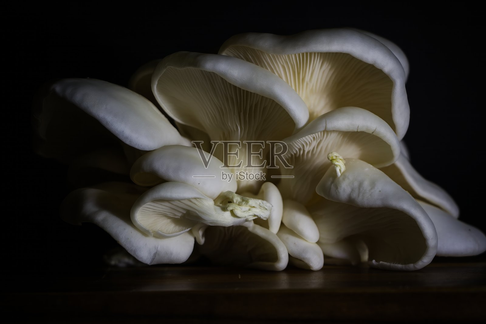 蚝菇照片摄影图片