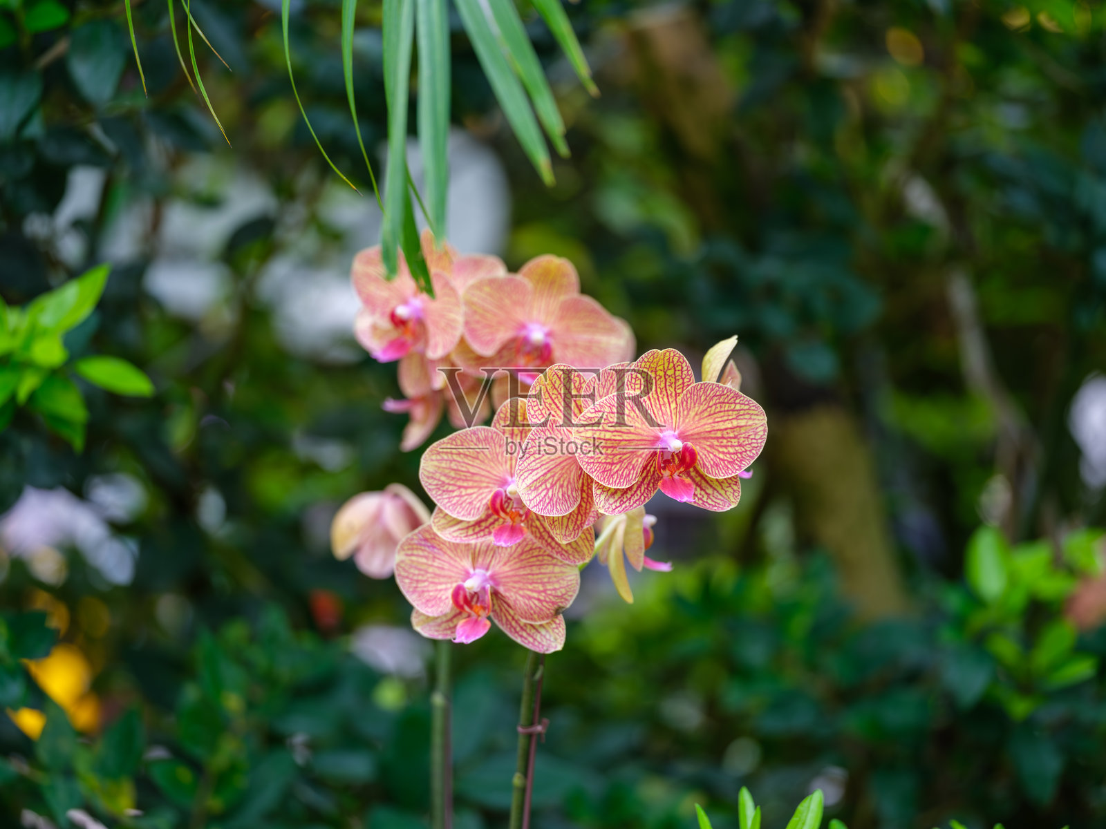 盛开的橙色蝴蝶兰(Phalaenopsis amabilis)特写照片照片摄影图片