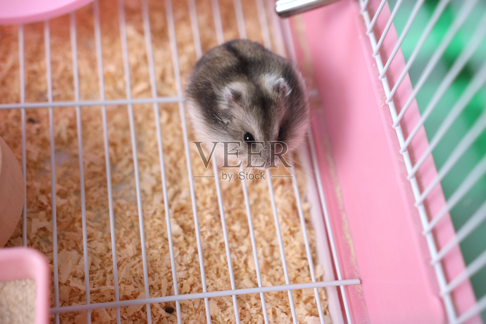 侏儒仓鼠在装有木屑的笼子里,展示了家养啮齿动物的饲养条件照片摄影图片