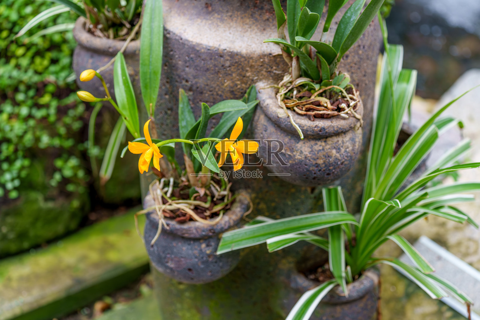 盛开的黄色蝴蝶兰(Phalaenopsis amabilis)特写照片照片摄影图片