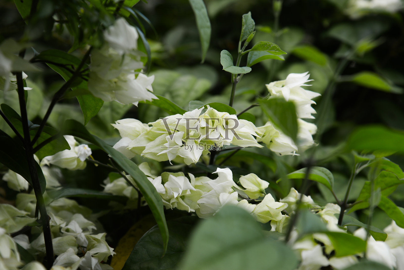 红萼莕莕(马缨丹)在热带绿叶中的白色苞片,柔焦背景照片摄影图片