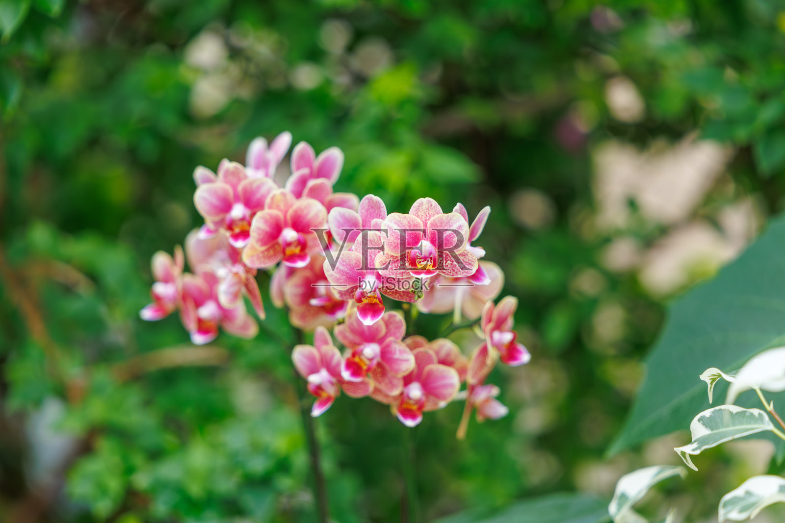 盛开的粉色蝴蝶兰(Phalaenopsis amabilis)特写照片照片摄影图片