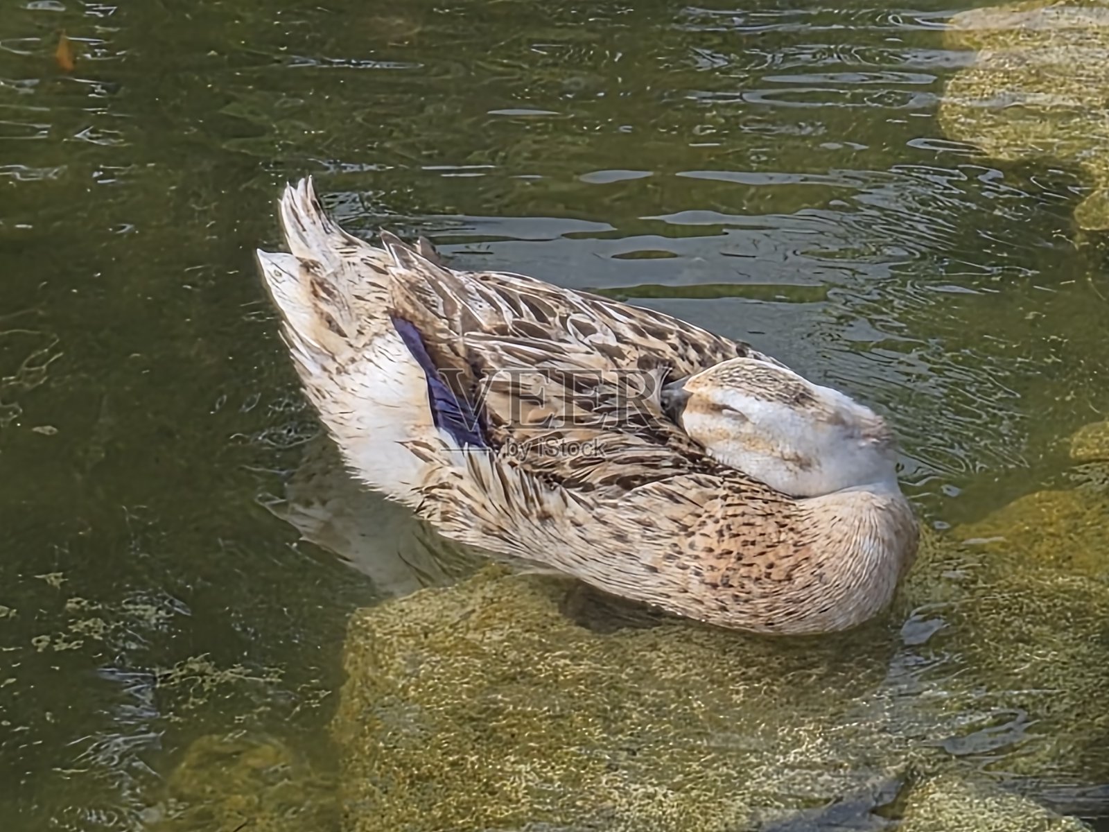 鸭子正在睡觉。照片摄影图片
