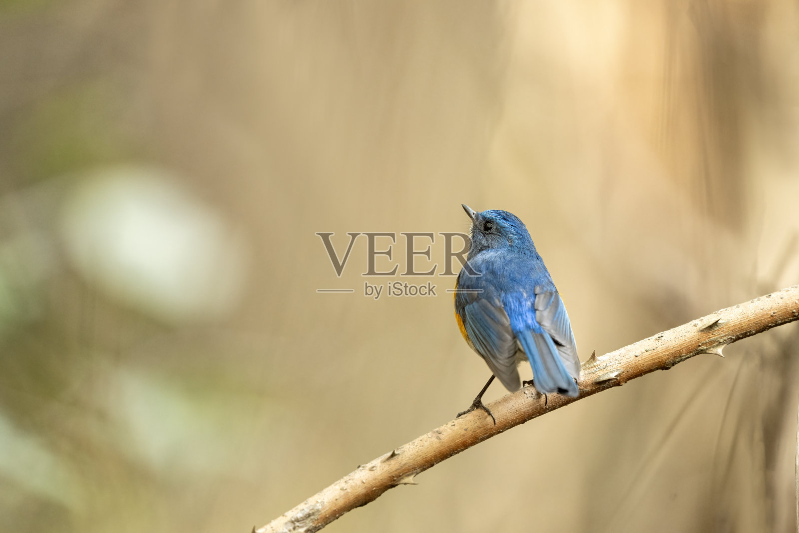 喜马拉雅蓝翅金钗在树枝上宁静栖息的森林景象照片摄影图片