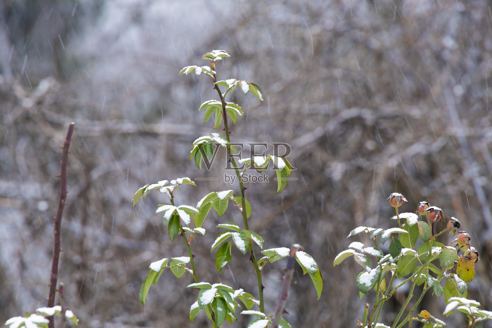 大雪中,绿色的玫瑰叶片覆盖着新雪照片摄影图片
