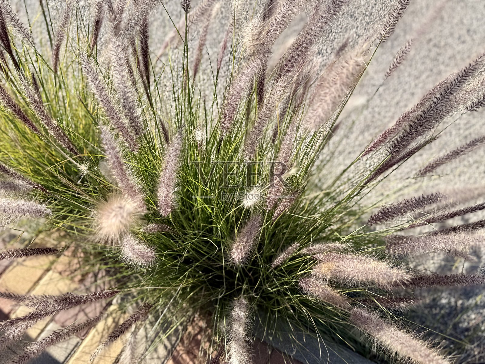 风中摇曳着带花朵的青草照片摄影图片
