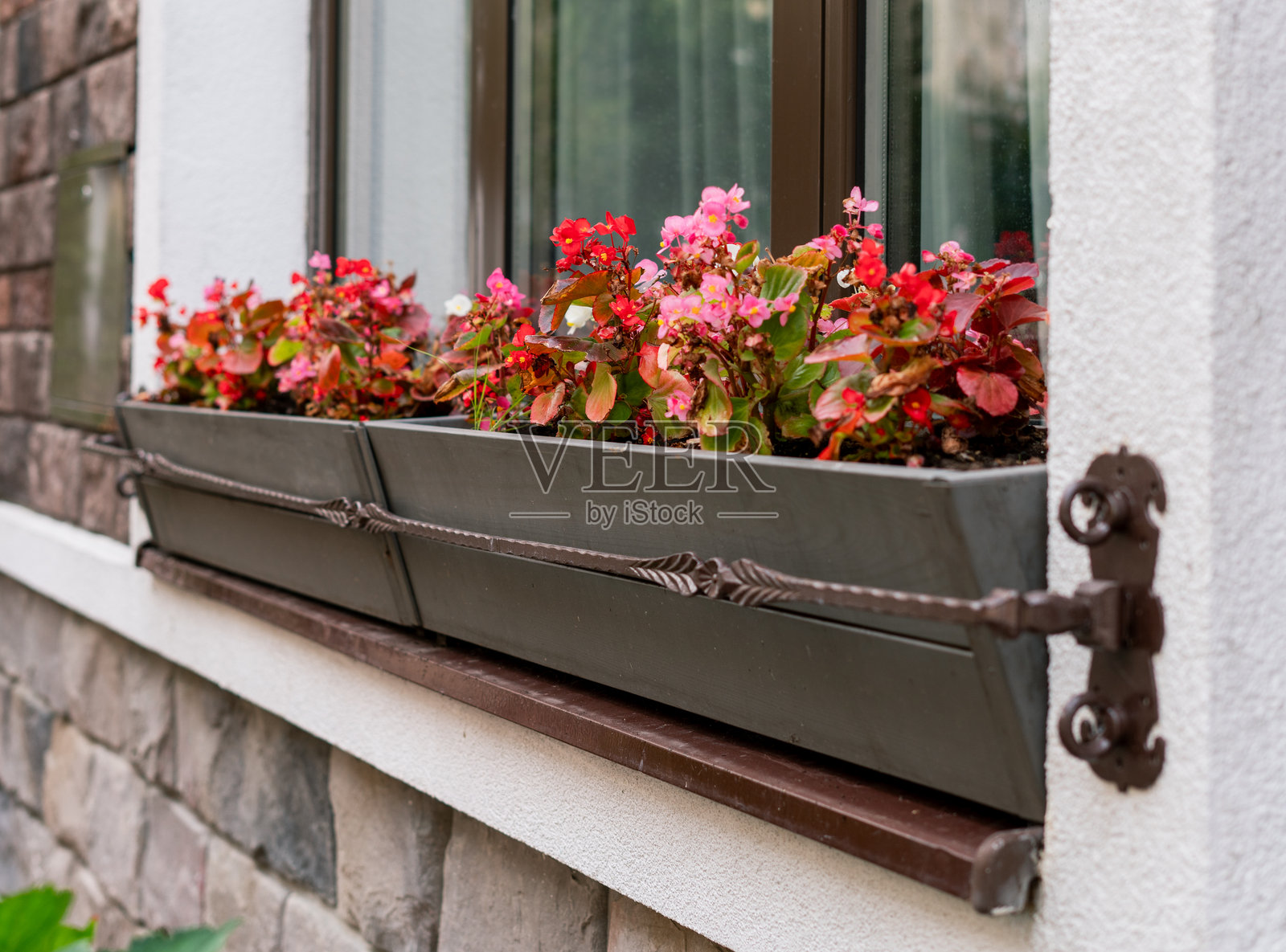 粉红色和红色的兜唇 Bellflower 花在居民楼外墙的窗户花盆中生长。装饰性的开花植物为城市建筑增添了色彩和清新感,绿化和园艺。照片摄影图片