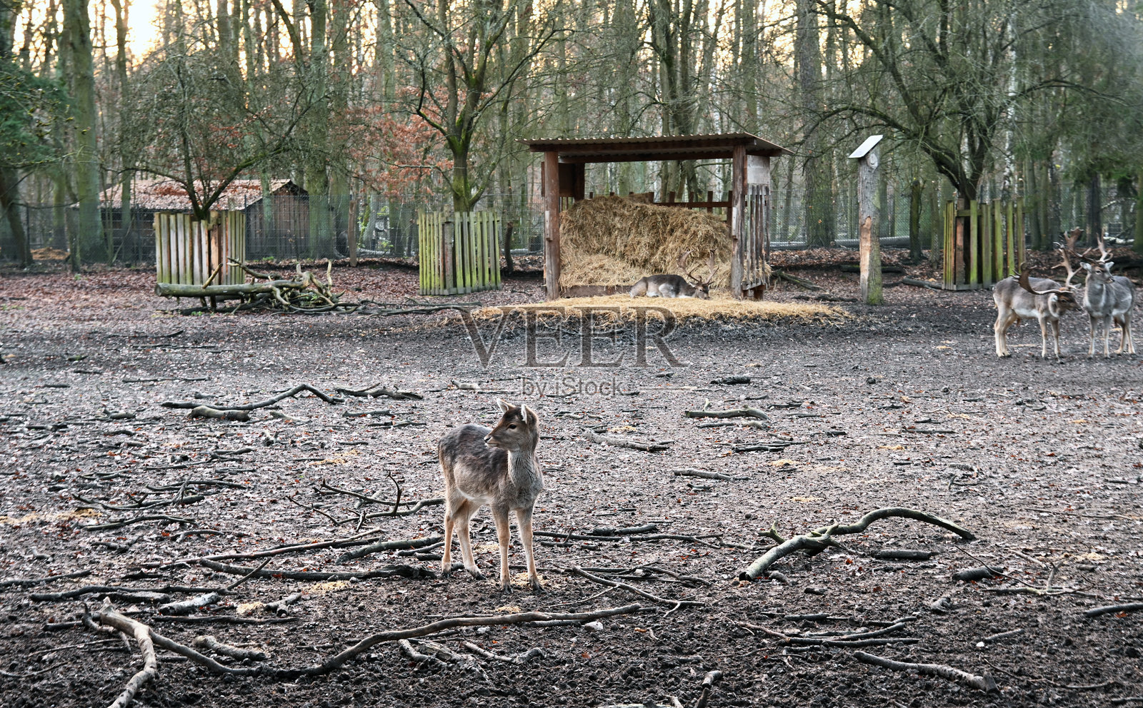 保护区内的梅花鹿:可持续生态农业与野生动物保护理念。照片摄影图片
