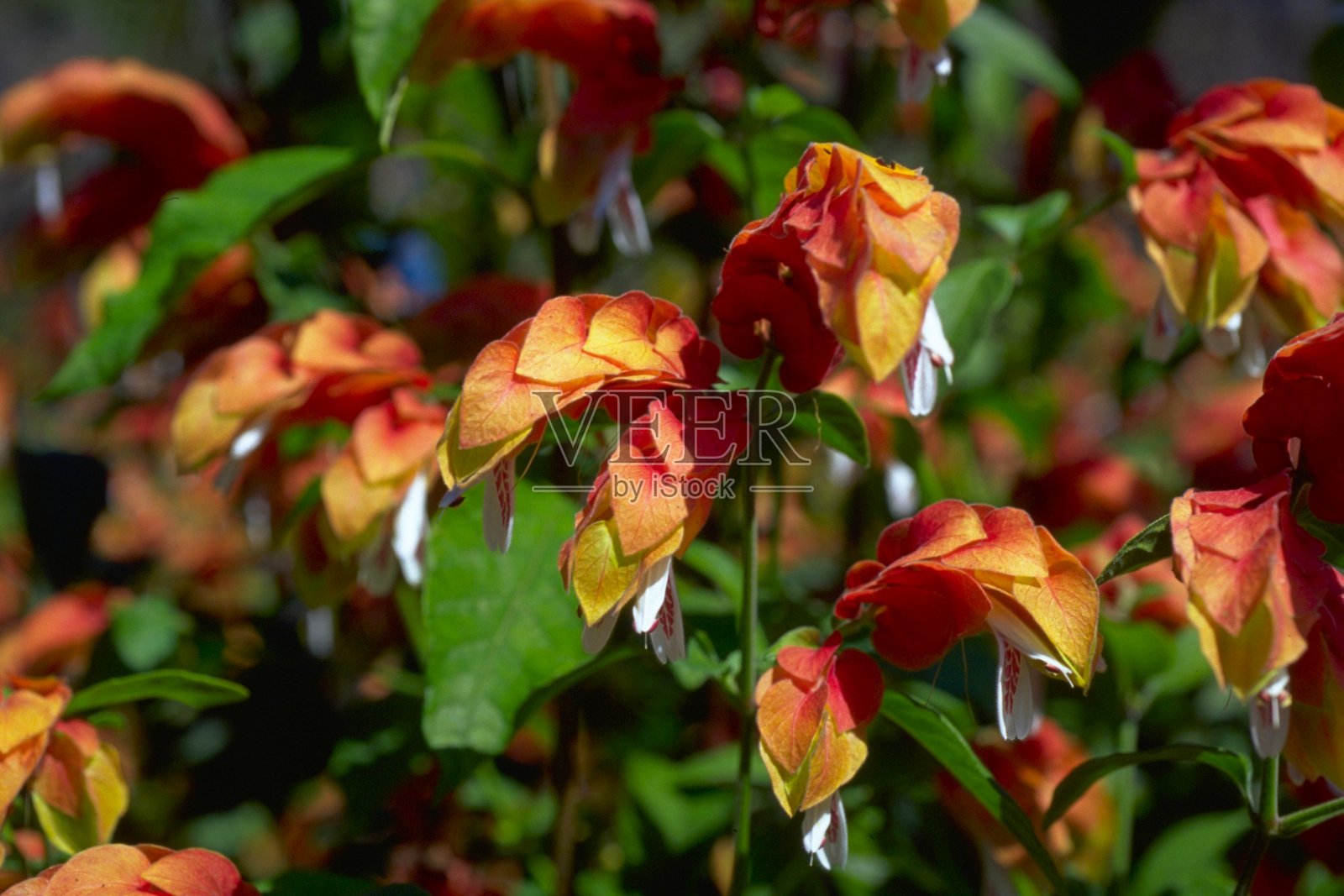 justicia brandegeeana - 虾花特写,花园盛开照片摄影图片