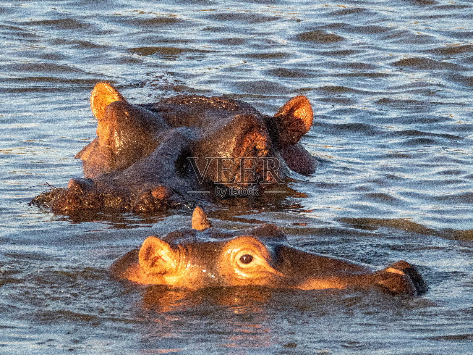 肯尼亚马赛马拉国家公园的非洲稀树草原。野生动物、野外动物、非洲旅行照片摄影图片