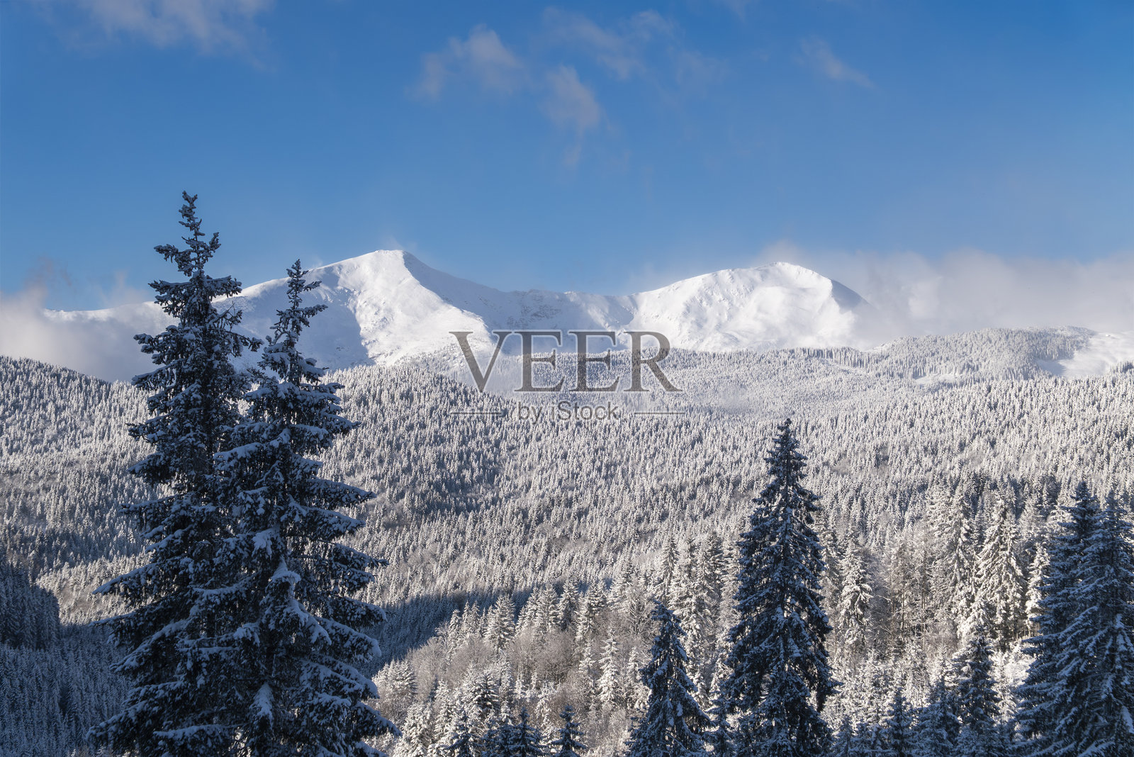 晴朗蓝天下,冬季森林上方的雪山之巅照片摄影图片