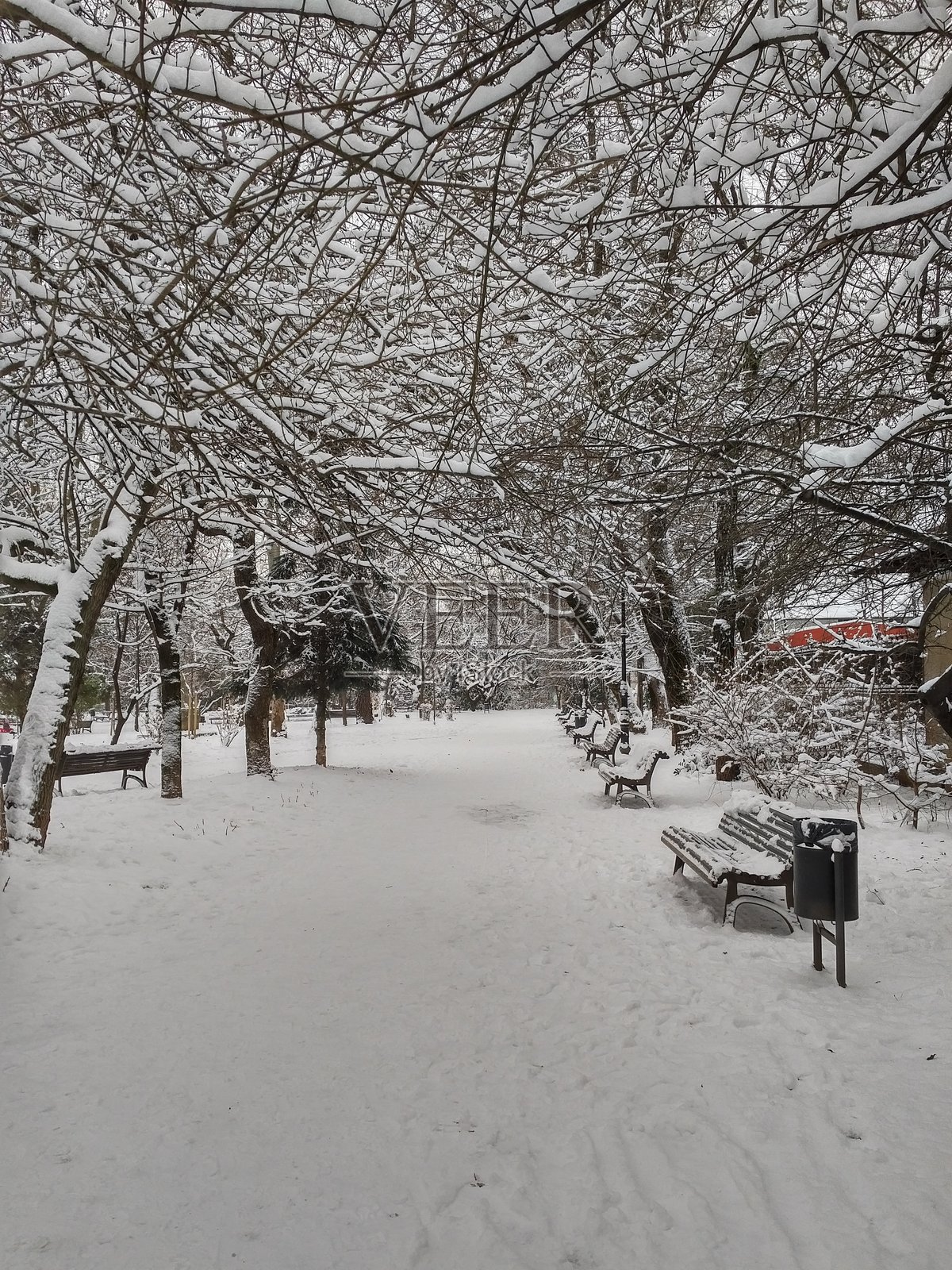 冬天雪景公园小径,长椅和雪松遍布的宁静公园照片摄影图片