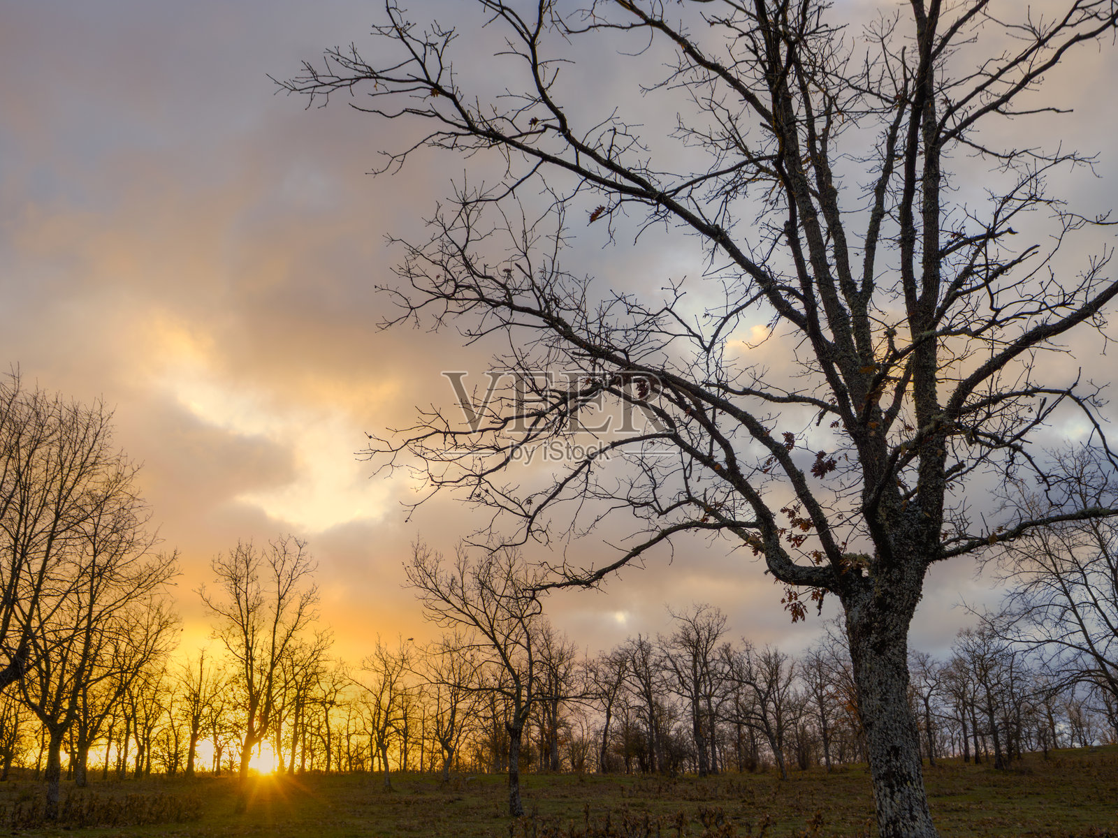 冬日橡树林中的日出照片摄影图片
