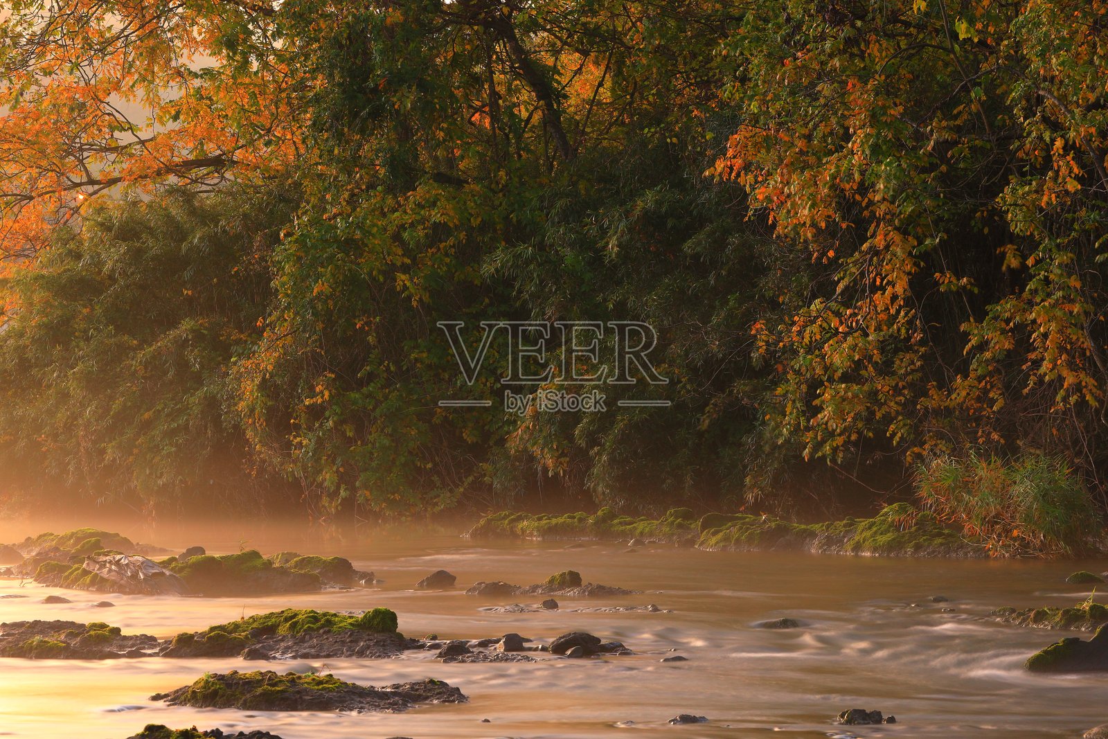 秋叶景色照片摄影图片