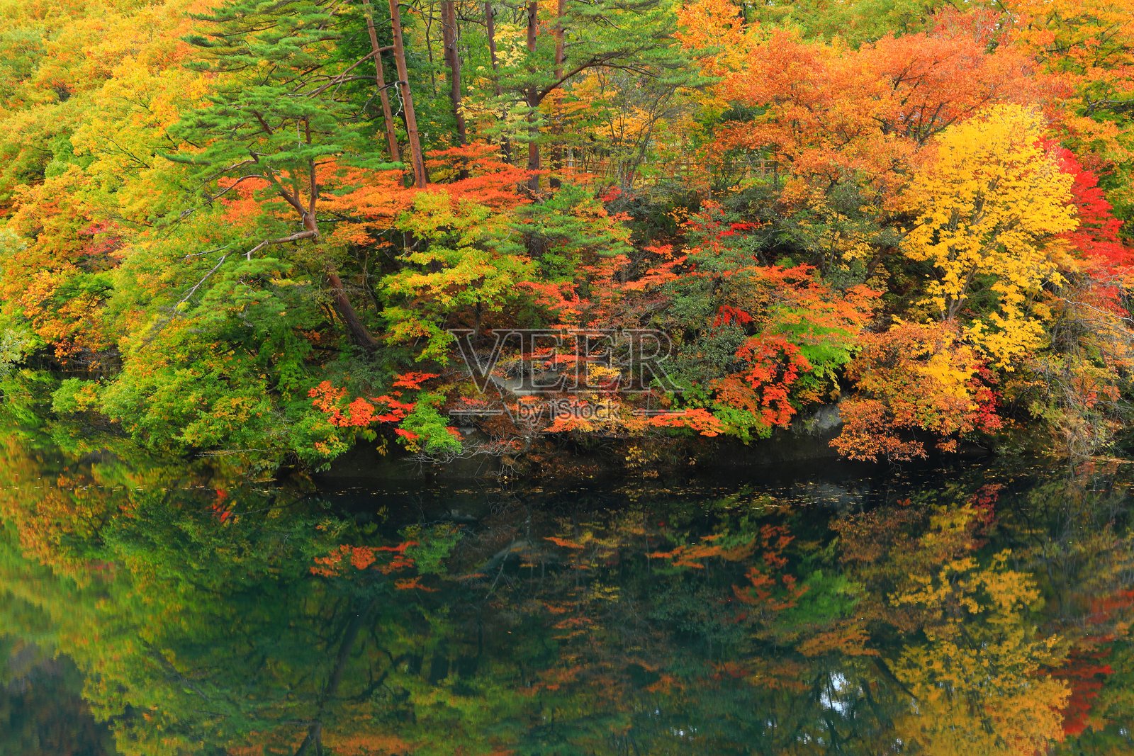 秋叶风光照片摄影图片