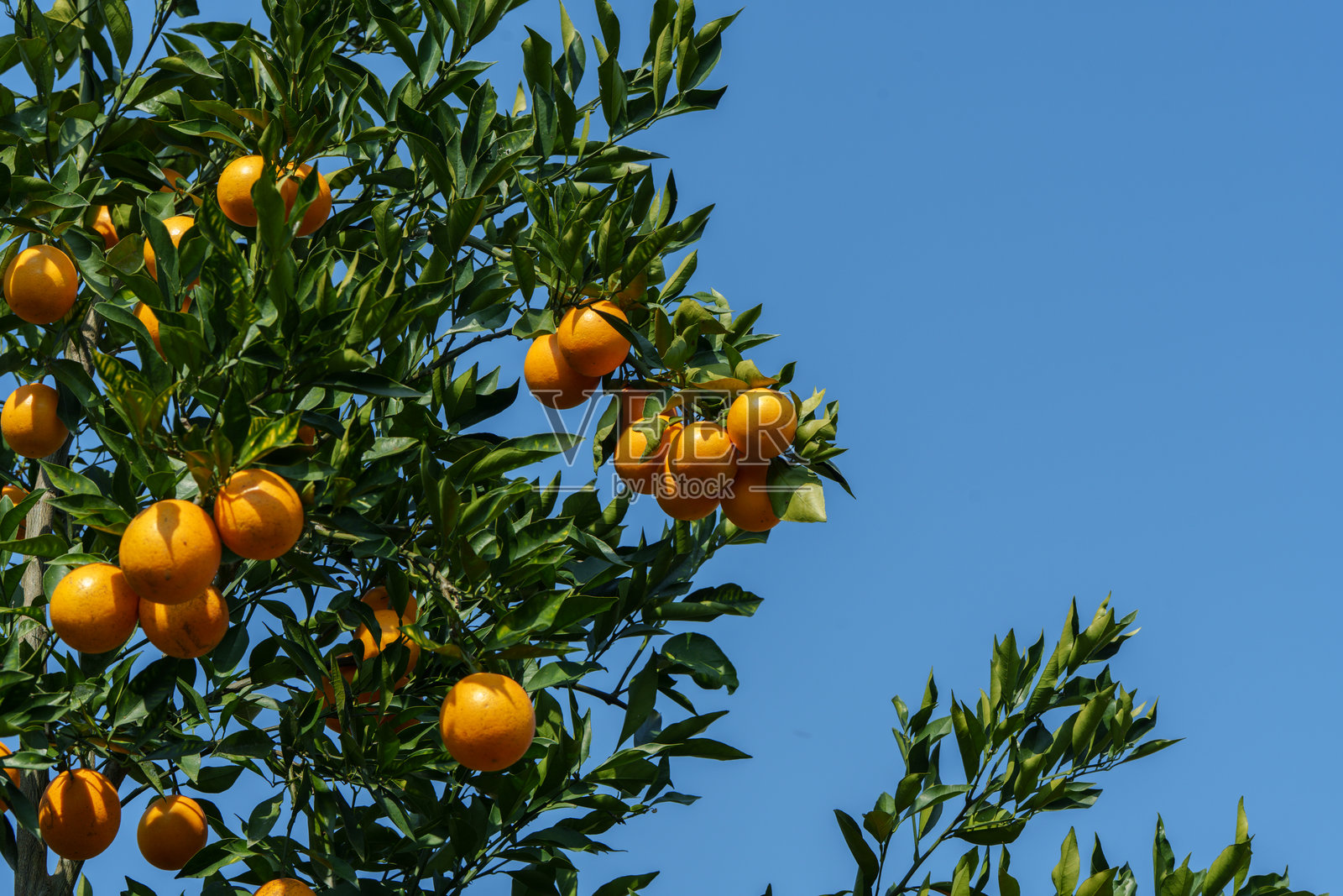 树上正在成熟的橙子照片摄影图片
