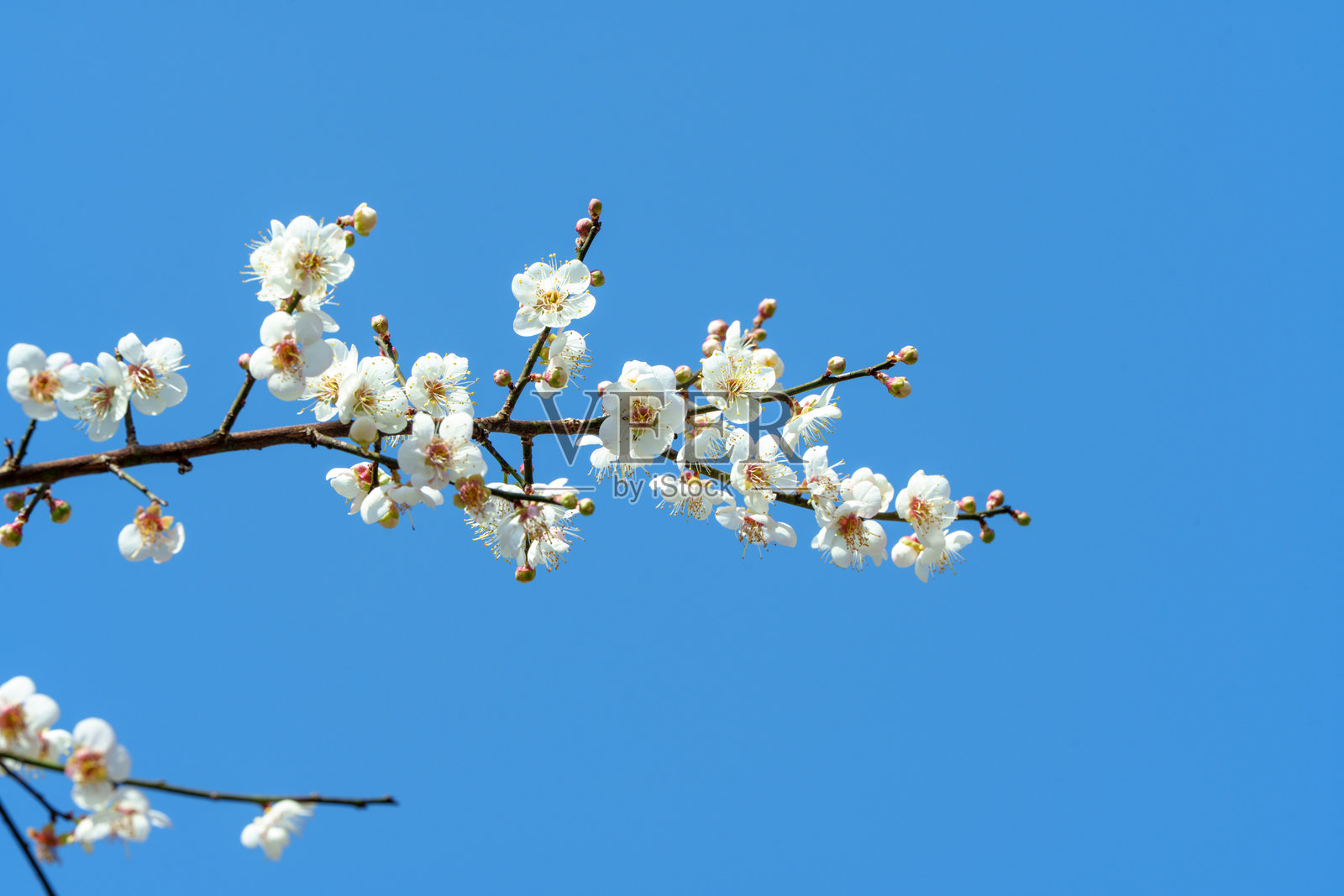 白色梅花照片摄影图片