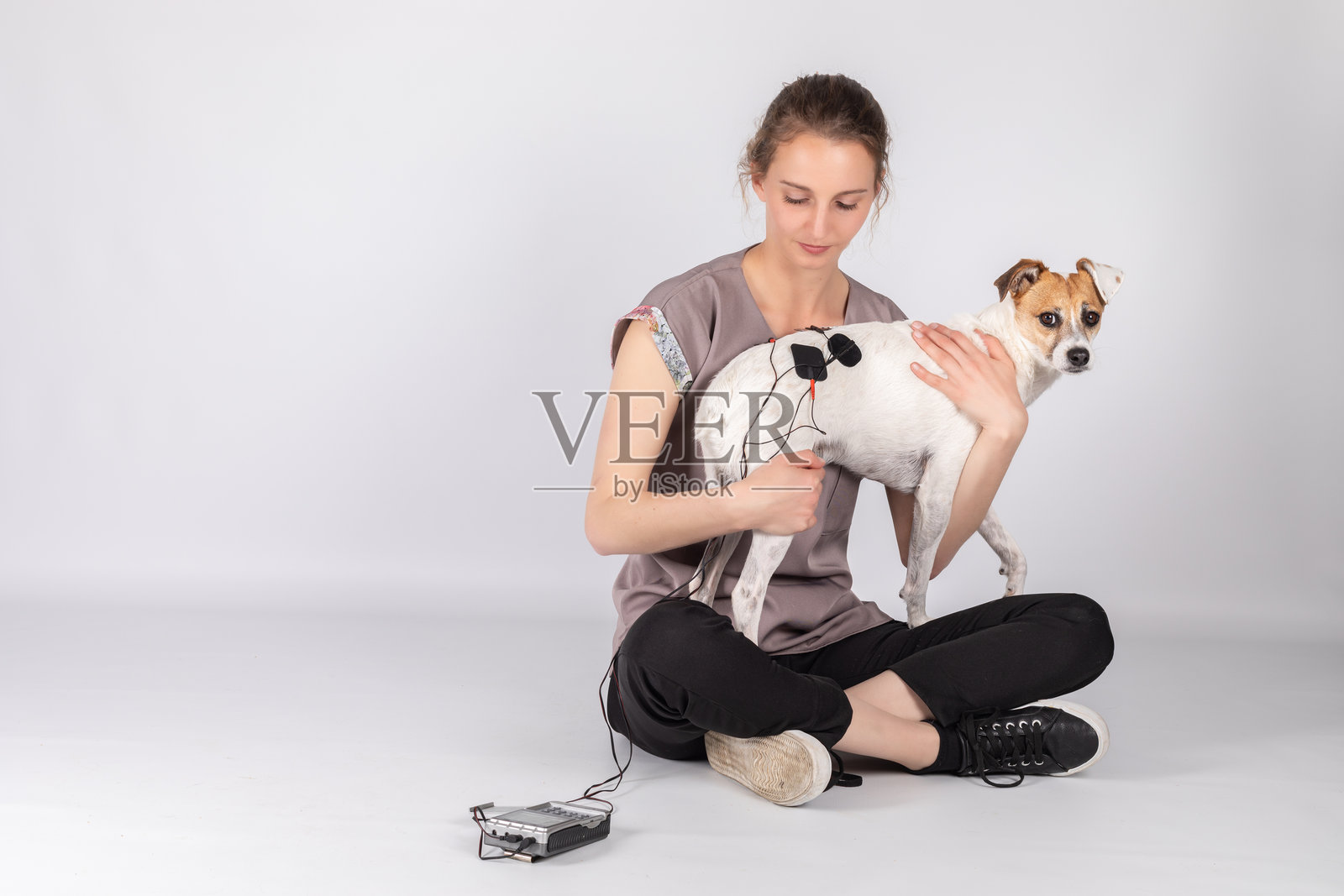 杰克罗素梗犬接受兽医理疗师的电疗照片摄影图片