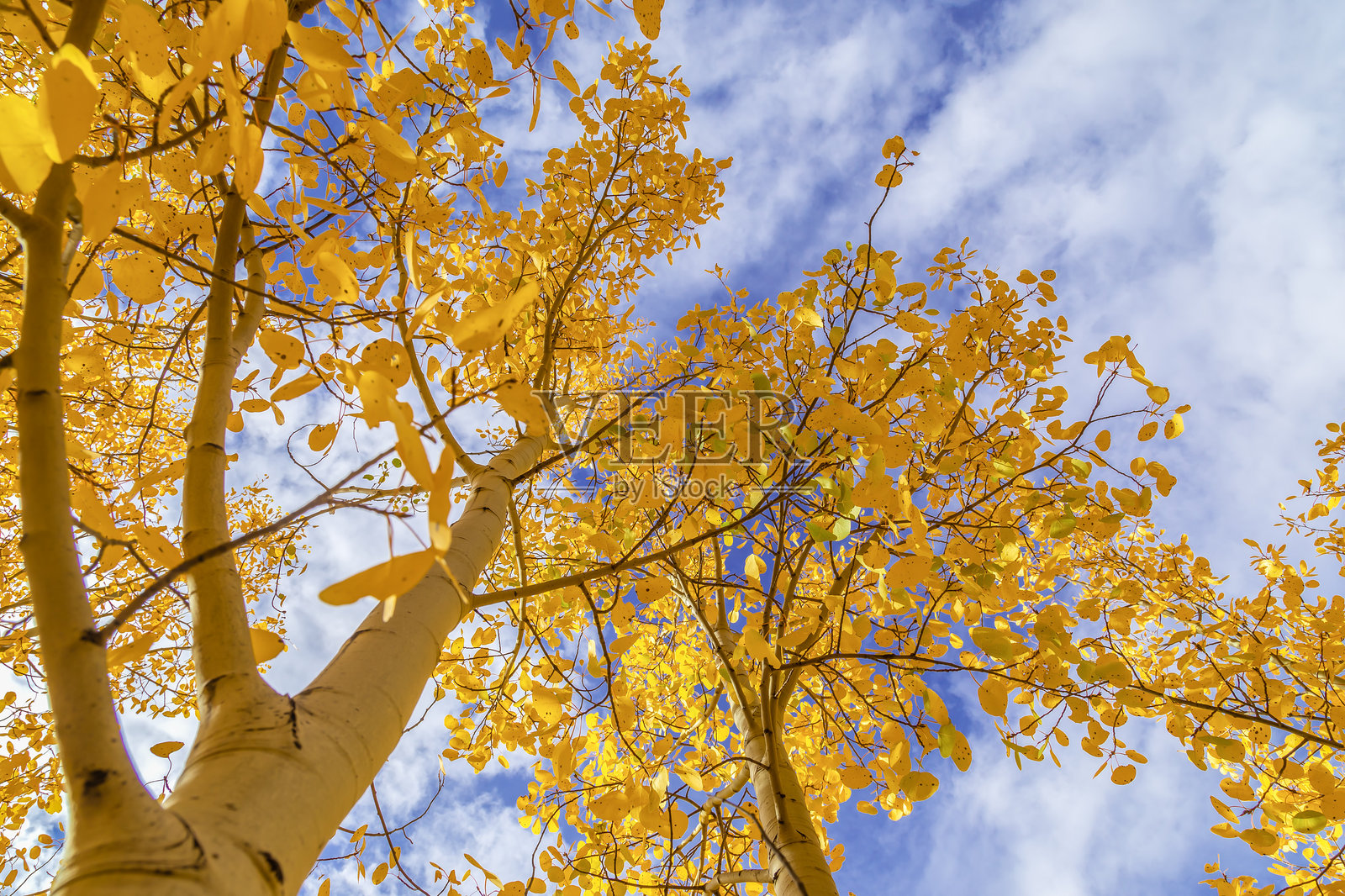 白杨树照片摄影图片