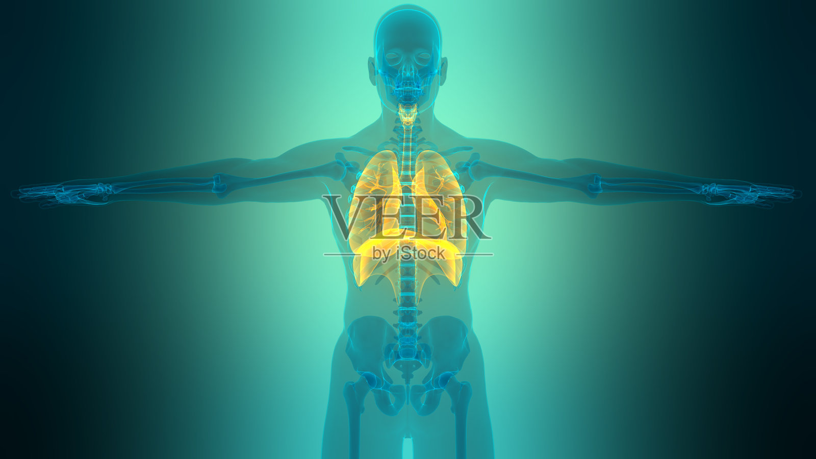 人体呼吸系统肺部解剖图照片摄影图片