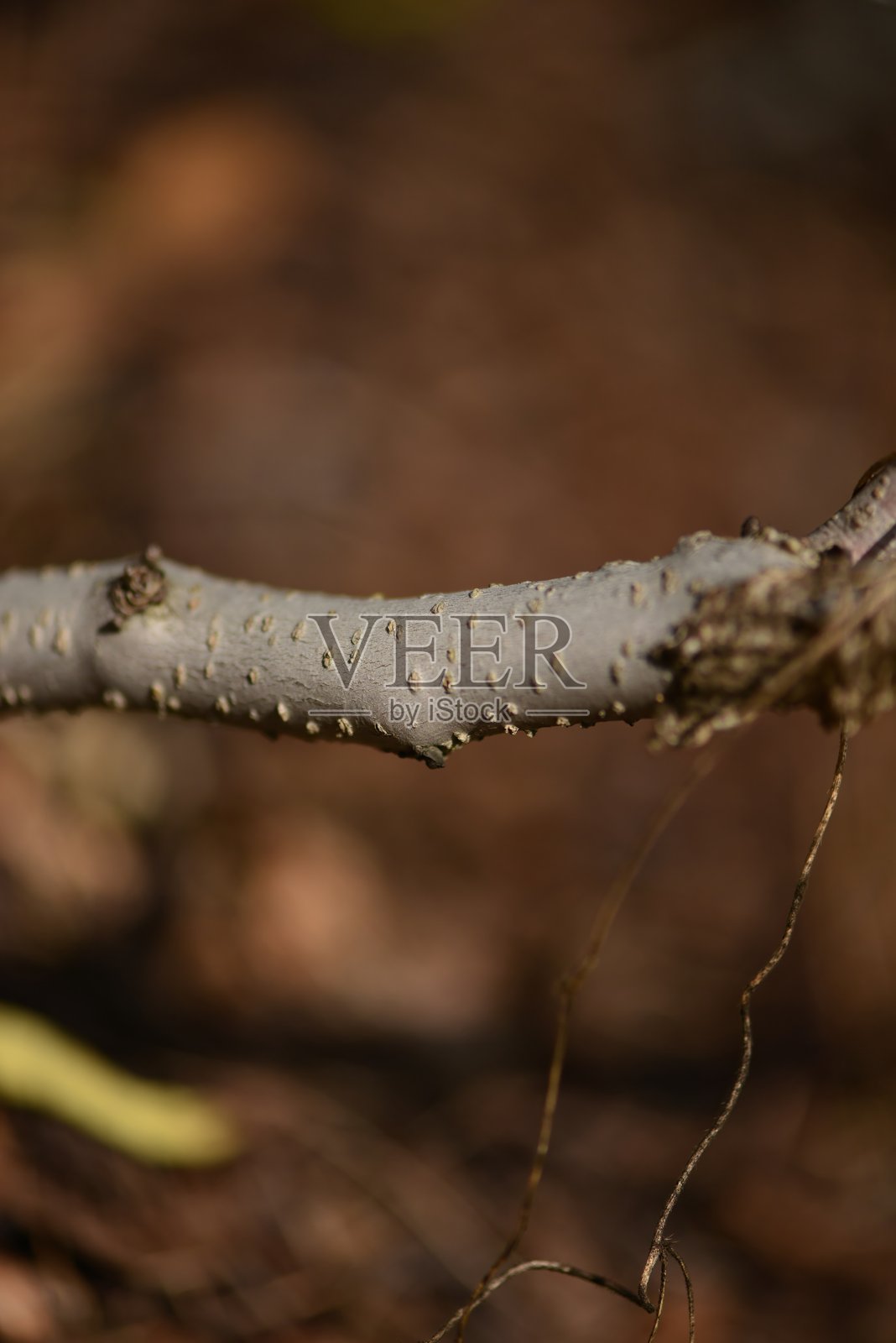 韩式景观中,欧洲假酰榆灌木拥有簇生的直立茎、羽状复叶以及密集的白色总状花序,在夏季构成亮丽的景致。照片摄影图片
