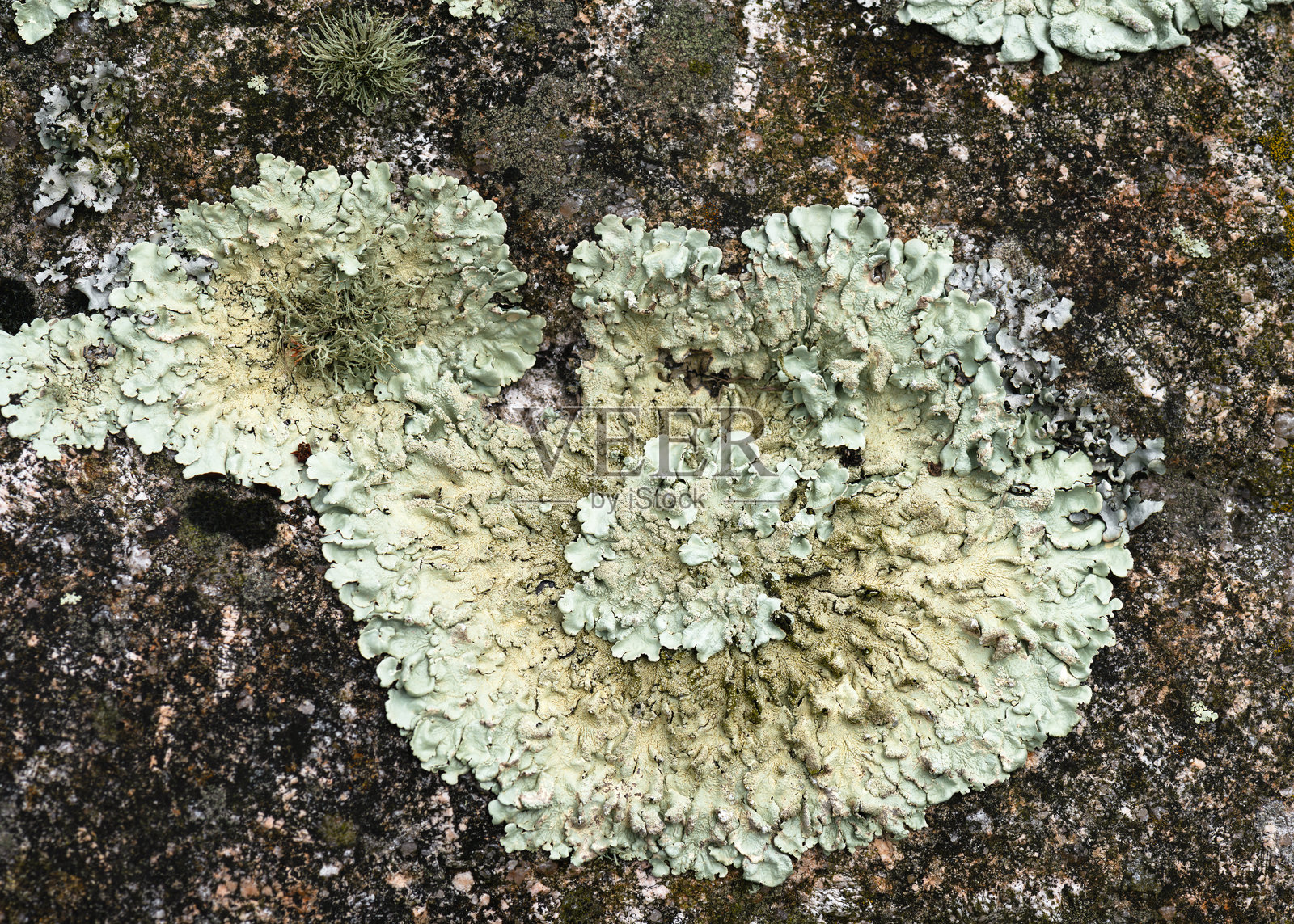 绿色的叶状地衣在岩石表面蔓延,其叶片形成了由真菌和藻类合作塑造的纹理有机图案。照片摄影图片