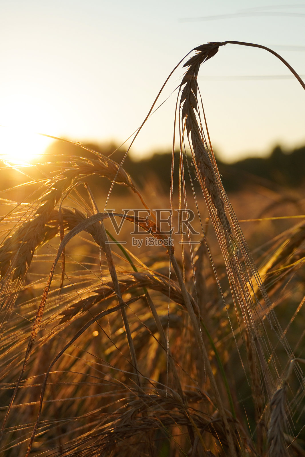丰收季日落时分的金色麦田照片摄影图片