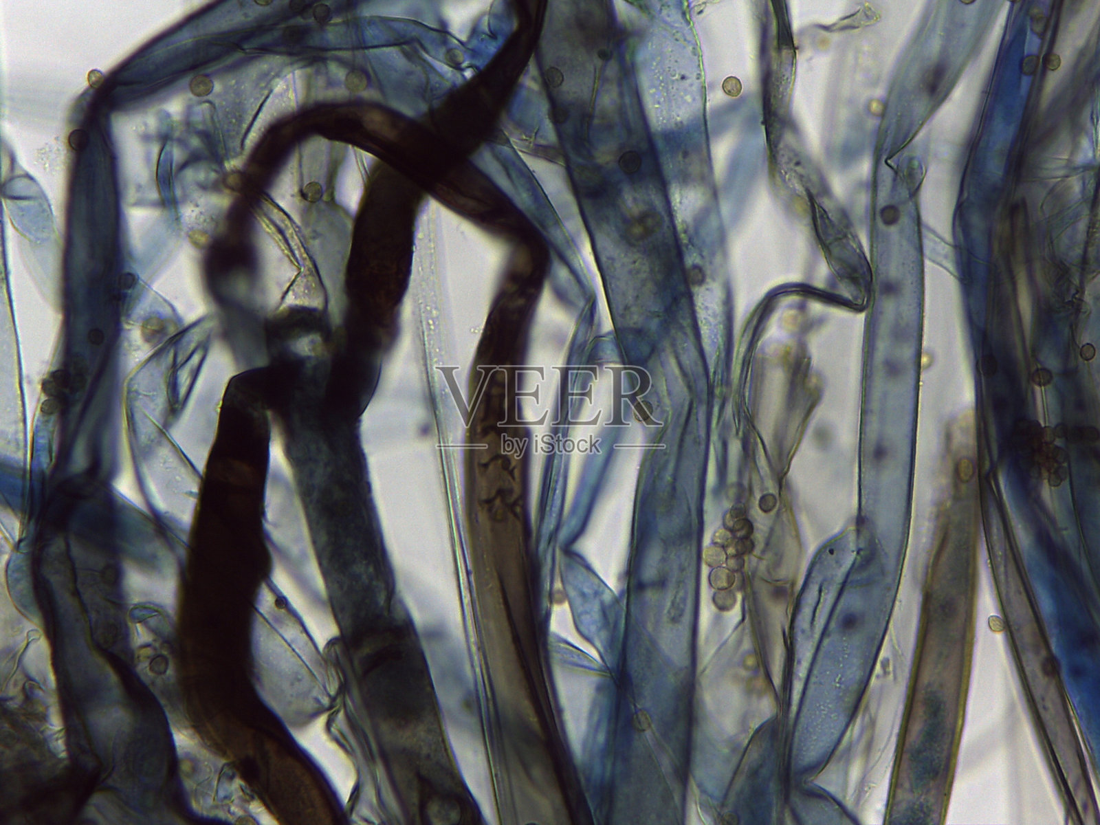 丝状生物结构的详细显微镜图像:复杂的菌丝生长和末端球形繁殖体照片摄影图片