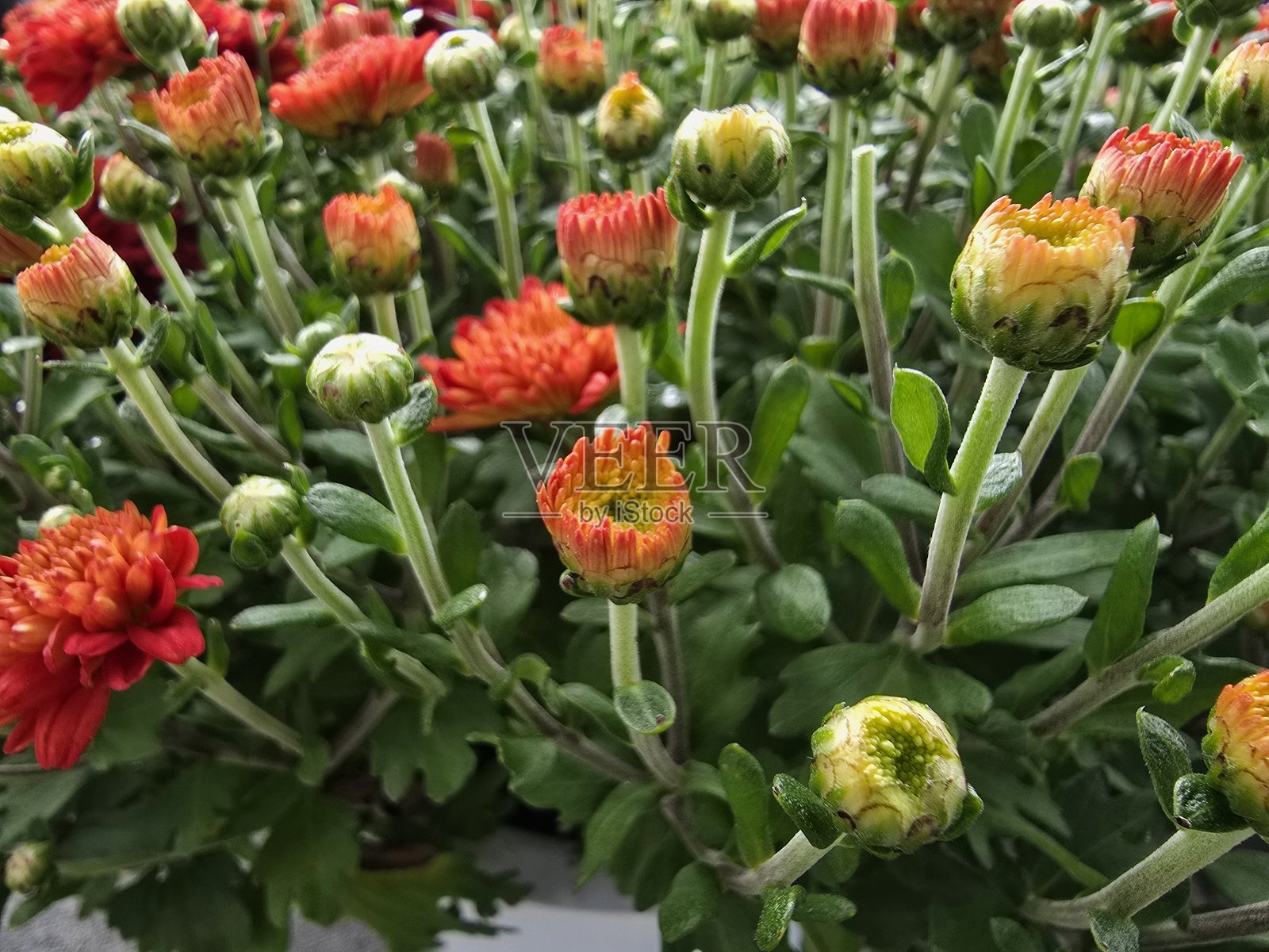 菊花蕾照片摄影图片