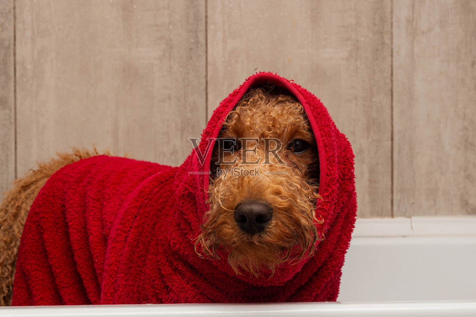 宁静的梗犬裹着毛巾,温柔的瞬间,捕捉到狗狗在浴室里裹着温暖毛巾的平静样子照片摄影图片