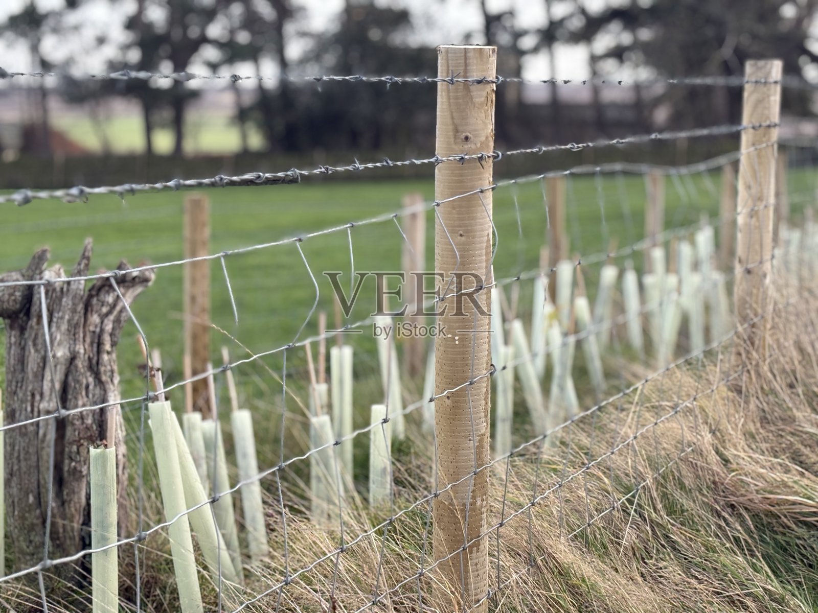 幼苗被浅色管子保护着,在草地上生长,后面是坚固的金属栅栏,新芽正在冒出,它们每天都在周围宁静的乡村景观中扎根生长。照片摄影图片
