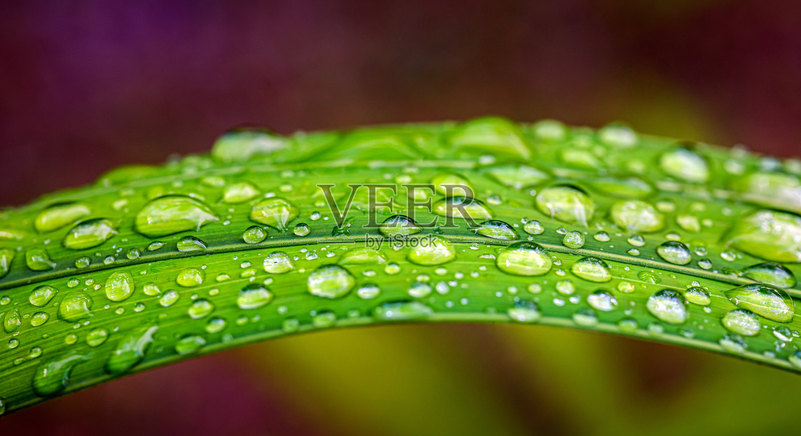 雨季雨水滴落在绿色棕榈叶上的特写,水滴在绿色棕榈叶上的微距图像照片摄影图片