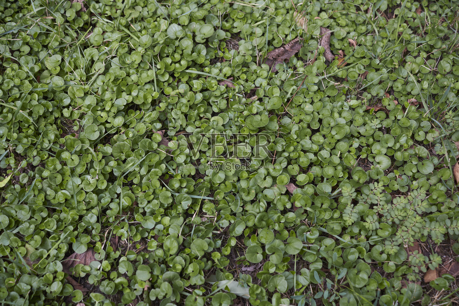金钱薄荷花坛照片摄影图片
